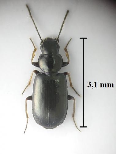Amblystomus niger